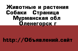 Животные и растения Собаки - Страница 19 . Мурманская обл.,Оленегорск г.